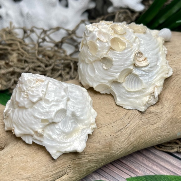 (2) RARE White Carrier Seashells Collector Shells Coastal Nautical Beach Decor - Picture 13 of 17